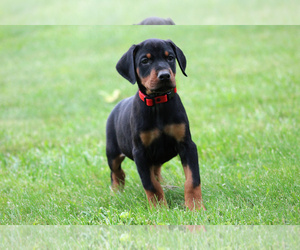 Doberman Pinscher Puppy for sale in SOUTH SHORE, KY, USA