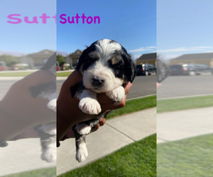 Bernedoodle Puppy for sale in AM FORK, UT, USA