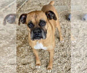 Boxer Dogs for adoption in Austin, TX, USA