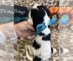 Small #5 Cavalier King Charles Spaniel
