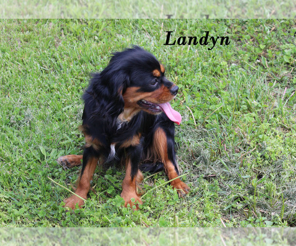 Medium Photo #23 Cavalier King Charles Spaniel Puppy For Sale in CHANUTE, KS, USA