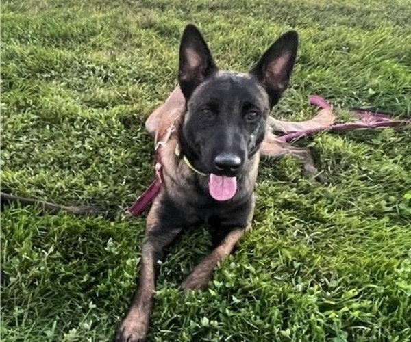 Medium Photo #1 Belgian Malinois Puppy For Sale in DIXON, CA, USA