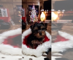 Yorkshire Terrier Puppy for sale in NEVADA, TX, USA