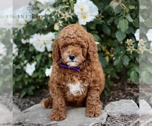 Goldendoodle (Miniature) Puppy for sale in GORDONVILLE, PA, USA