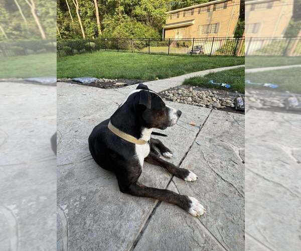Medium Photo #6 Boxer-Unknown Mix Puppy For Sale in Springdale, PA, USA
