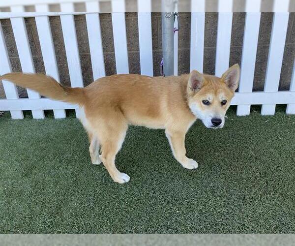 Medium Photo #1 Shiba Inu-Siberian Husky Mix Puppy For Sale in Modesto, CA, USA