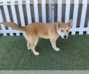 Shiba Inu-Siberian Husky Mix Dogs for adoption in Modesto, CA, USA
