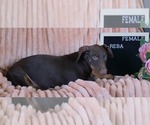 Small #1 Doberman Pinscher