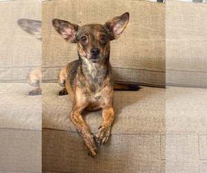 Chihuahua-Unknown Mix Dogs for adoption in Visalia, CA, USA