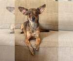 Small Chihuahua Mix