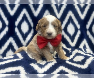 Double Doodle Puppy for sale in LAKELAND, FL, USA