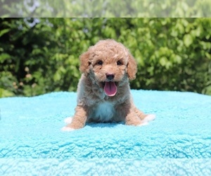 Goldendoodle (Miniature) Puppy for Sale in DYERSBURG, Tennessee USA