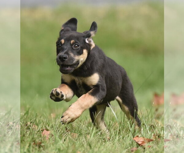Medium Photo #12 Australian Shepherd-Unknown Mix Puppy For Sale in Mechanicsburg, PA, USA
