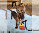 Small #19 Mutt