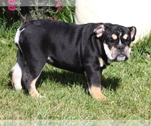 Bulldog Puppy for sale in MARSHFIELD, MO, USA