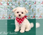 Image preview for Ad Listing. Nickname: Tiny Charlie