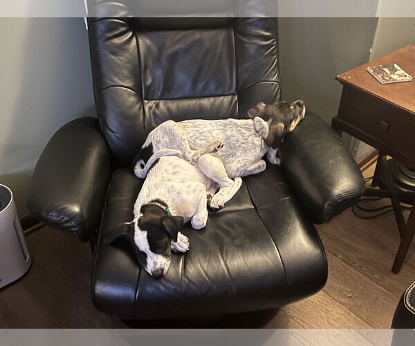 Medium Photo #7 Pointer-Unknown Mix Puppy For Sale in Minneapolis, MN, USA