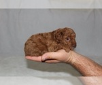 Small Photo #1 Poodle (Toy) Puppy For Sale in HONEY ISLAND, TX, USA
