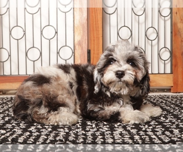 Medium Photo #2 Poodle (Miniature) Puppy For Sale in NAPLES, FL, USA