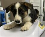 Small Australian Shepherd Mix