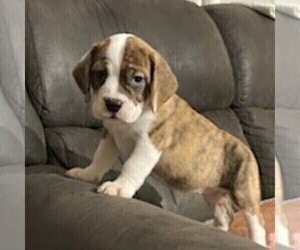 Beagle-English Bulldog Mix Puppy for sale in HOLMESVILLE, OH, USA