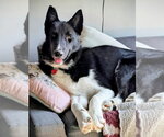 Zeus - Male Siberian Husky-Unknown Mix Dog for Adoption - Small photo