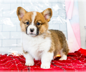 Medium Cardigan Welsh Corgi