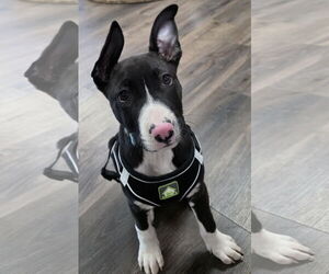 American Pit Bull Terrier-Labrador Retriever Mix Dogs for adoption in Clarkston, MI, USA