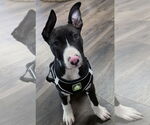 Small American Pit Bull Terrier-Labrador Retriever Mix