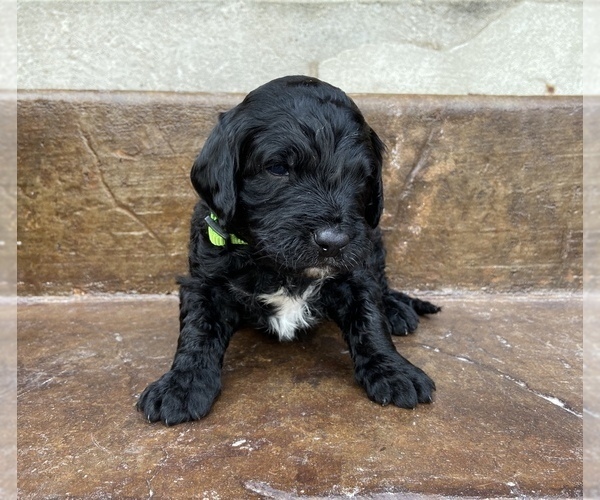 Medium Photo #3 Bernedoodle Puppy For Sale in AM FORK, UT, USA
