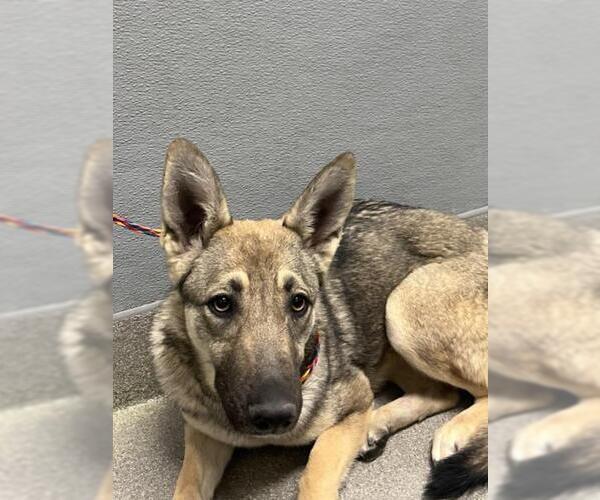 Medium Photo #1 German Shepherd Dog-Unknown Mix Puppy For Sale in Las Vegas, NV, USA