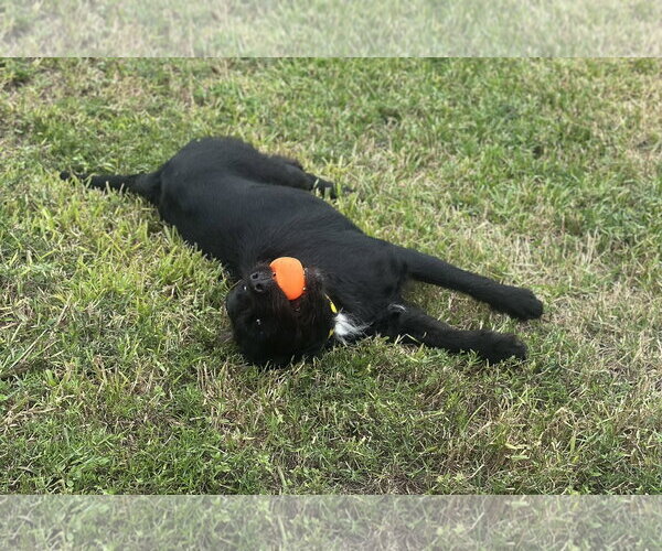 Medium Photo #3 Mutt Puppy For Sale in Houston, TX, USA