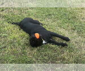 Fletch - Male Mutt Dog for Adoption - Photo #3