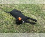 Small Photo #3 Mutt Puppy For Sale in Houston, TX, USA