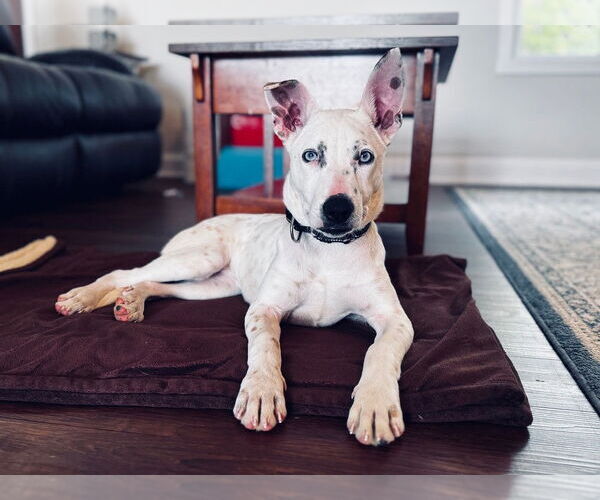 Medium Photo #2 American Pit Bull Terrier-Unknown Mix Puppy For Sale in Evansville, IN, USA