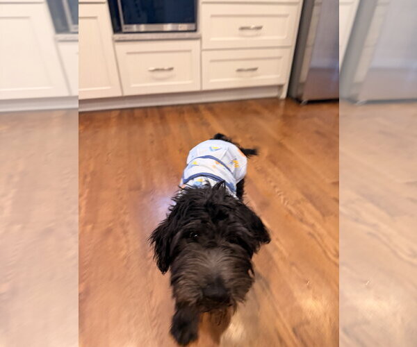 Medium Photo #4 Miniature Schnauzer-Poodle (Miniature) Mix Puppy For Sale in Aurora, CO, USA