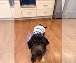 Small #3 Miniature Schnauzer-Poodle (Miniature) Mix