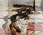 Small #14 Doberman Pinscher