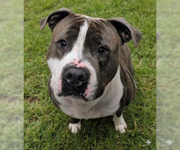 Medium Photo #1 American Pit Bull Terrier Puppy For Sale in Akron, OH, USA