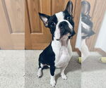 Small #1 Faux Frenchbo Bulldog