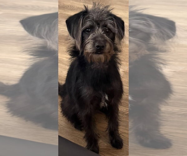 Medium Photo #2 Mutt Puppy For Sale in Los Angeles, CA, USA