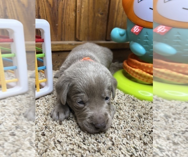 Medium Photo #5 Labrador Retriever Puppy For Sale in NEOLA, WV, USA