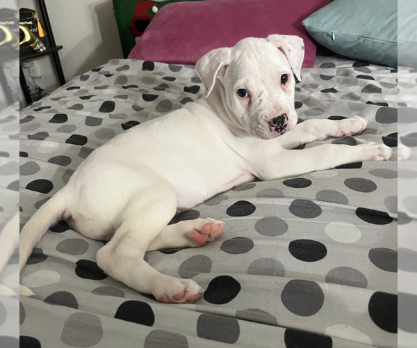 Medium Photo #5 Mutt Puppy For Sale in Brooklyn, NY, USA