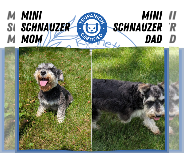Medium Photo #22 Schnauzer (Miniature) Puppy For Sale in GOSHEN, IN, USA