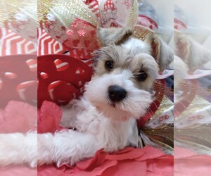 Schnauzer (Miniature) Puppy for sale in ELLISVILLE, MS, USA
