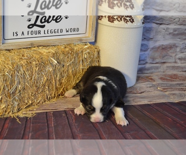 Medium Photo #2 Miniature American Shepherd Puppy For Sale in EVANS, CO, USA