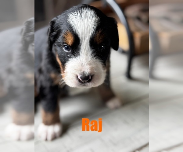 Medium Photo #11 Bernese Mountain Dog Puppy For Sale in EVART, MI, USA