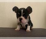 Small Photo #6 French Bulldog Puppy For Sale in IMPERIAL BCH, CA, USA