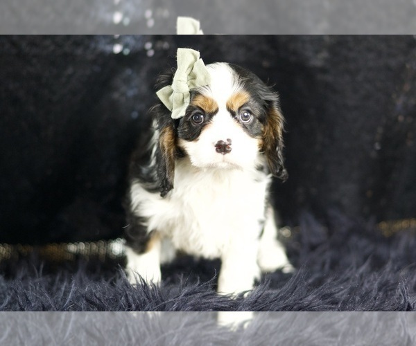 Medium Photo #6 Cavalier King Charles Spaniel Puppy For Sale in WARSAW, IN, USA