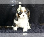 Small Photo #59 Cavalier King Charles Spaniel Puppy For Sale in WARSAW, IN, USA